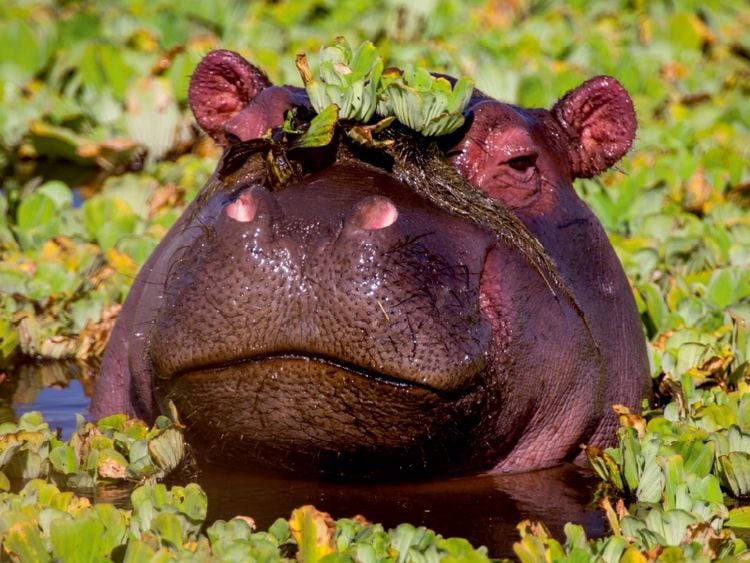 Produktbild: CALVENDO Puzzle Das Flusspferd hat sich eine Krone aufgesetzt. 1000 Teile Lege-Gr&ouml;&szlig;e 64 x 48 cm Foto-Puzzle Bild von Ingo Gerlach GDT