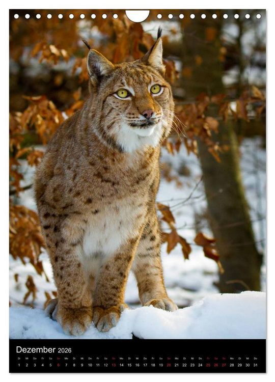 Produktbild: Der Luchs - Europas gr&ouml;&szlig;te Samtpfote (Wandkalender 2026 DIN A4 hoch), CALVENDO Monatskalender