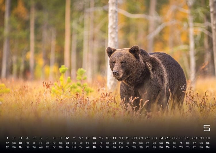 Produktbild: Waldtiere - Heimische Waldbewohner - Der Tierkalender - 2026 - Kalender DIN A2