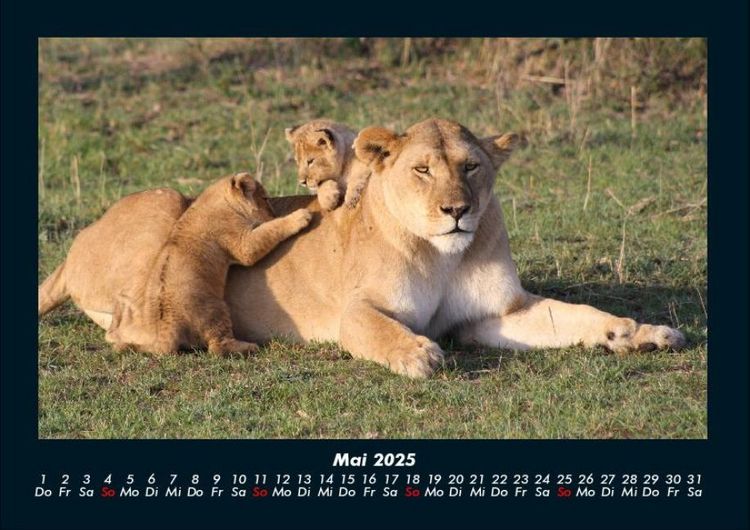 Produktbild: Tiere in der Wildnis 2025 Fotokalender DIN A4