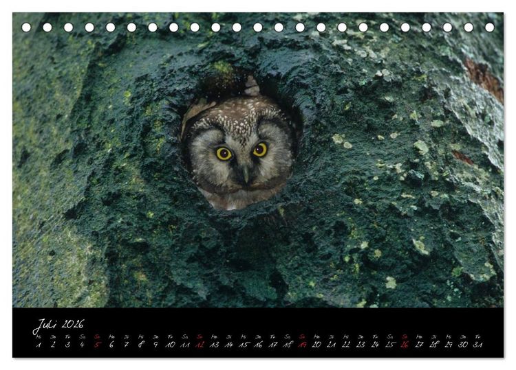 Produktbild: Heimische Eulen und Greife (Tischkalender 2026 DIN A5 quer), CALVENDO Monatskalender