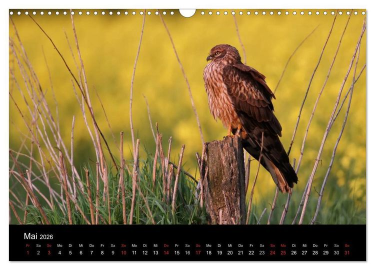 Produktbild: Wiesenweihen in Deutschland (Wandkalender 2026 DIN A3 quer), CALVENDO Monatskalender