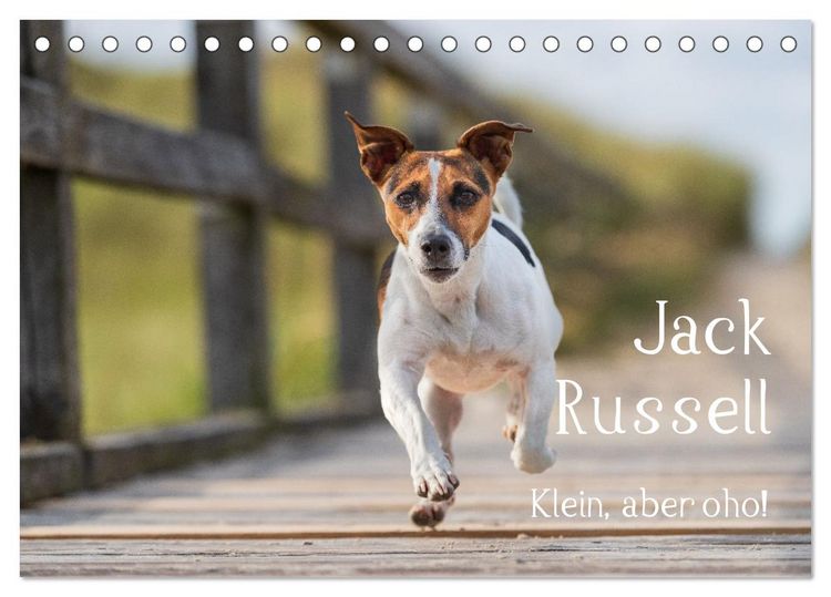 Produktbild: Jack Russell - Klein, aber oho! (Tischkalender 2026 DIN A5 quer), CALVENDO Monatskalender