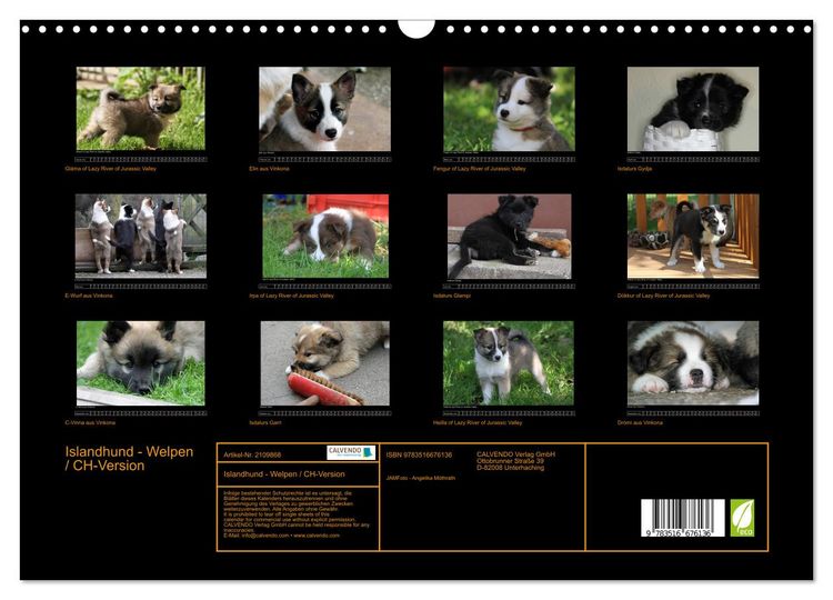 Produktbild: Islandhund - Welpen / CH-Version (Wandkalender 2026 DIN A3 quer), CALVENDO Monatskalender