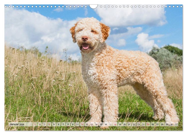Produktbild: Lagotto Romagnolo - Ein Hund zum Verlieben (Wandkalender 2026 DIN A3 quer), CALVENDO Monatskalender
