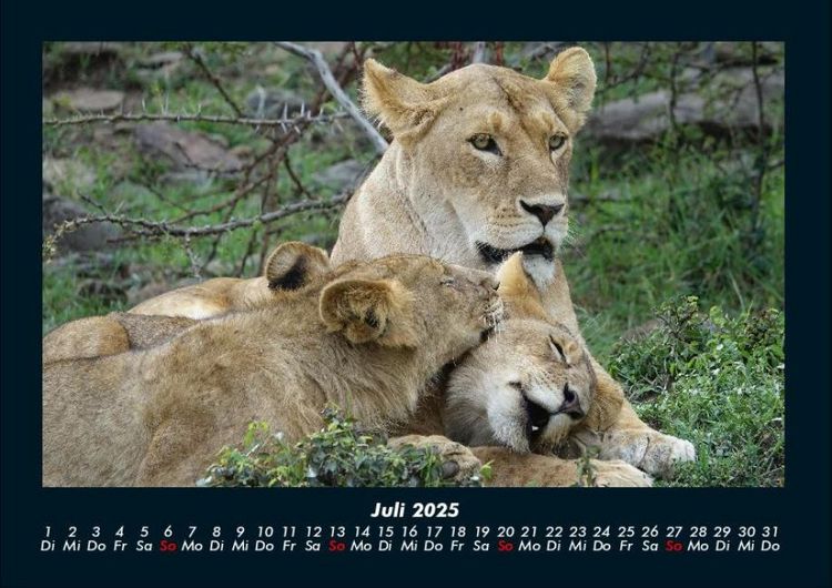 Produktbild: L&ouml;wen in der Wildnis 2025 Fotokalender DIN A4