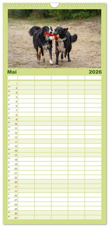 Produktbild: Familienplaner 2026 - Hunde Action mit 5 Spalten (Wandkalender, 21 x 45 cm) CALVENDO