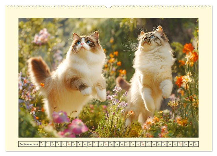 Produktbild: Liebliche Ragdolls. Katzen-Sch&ouml;nheiten in ihrer gr&uuml;nen Oase (hochwertiger Premium Wandkalender 2026 DIN A2 quer), Kunstdruck in Hochglanz