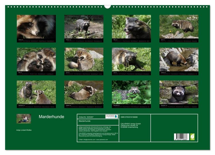 Produktbild: Marderhunde (Wandkalender 2026 DIN A2 quer), CALVENDO Monatskalender