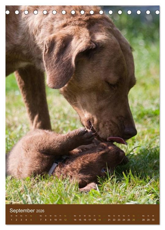 Produktbild: Chesapeake Bay Retriever 2026 (Tischkalender 2026 DIN A5 hoch), CALVENDO Monatskalender