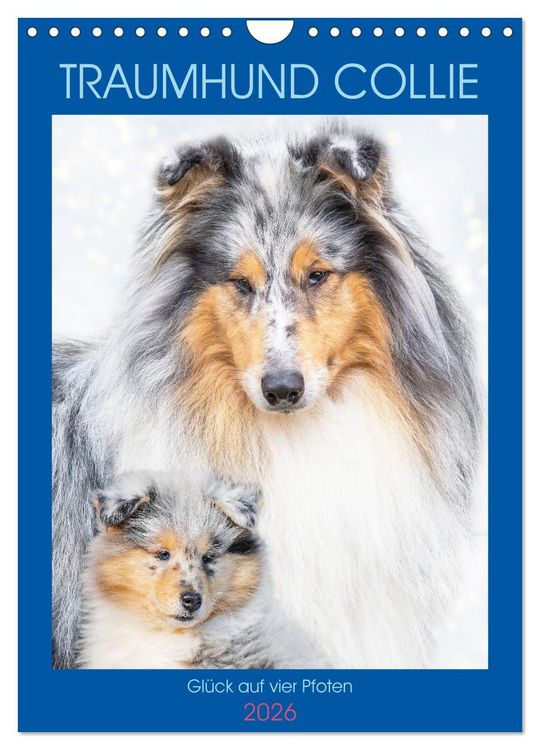 Produktbild: Traumhund Collie - Gl&uuml;ck auf vier Pfoten (Wandkalender 2026 DIN A4 hoch), CALVENDO Monatskalender