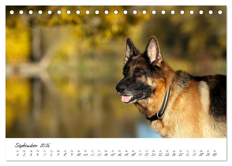 Produktbild: Deutsche Sch&auml;ferhunde - Senioren auf vier Pfoten (Tischkalender 2026 DIN A5 quer), CALVENDO Monatskalender