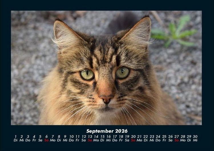 Produktbild: Welt der Tiere 2026 Fotokalender DIN A4