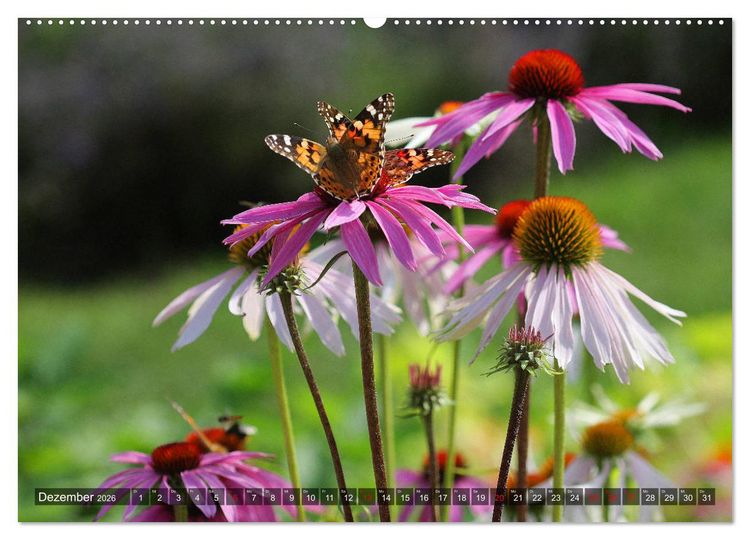 Produktbild: Sonnenhut im Garten (Wandkalender 2026 DIN A2 quer), CALVENDO Monatskalender
