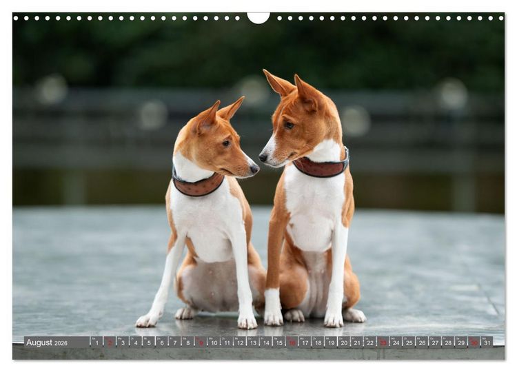 Produktbild: Der Basenji (Wandkalender 2026 DIN A3 quer), CALVENDO Monatskalender