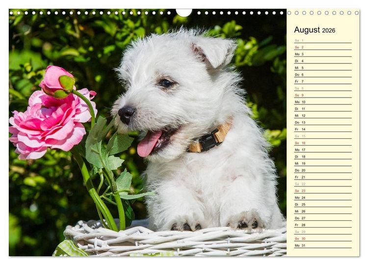 Produktbild: Kobold auf 4 Pfoten - West Highland White Terrier (Wandkalender 2026 DIN A3 quer), CALVENDO Monatskalender