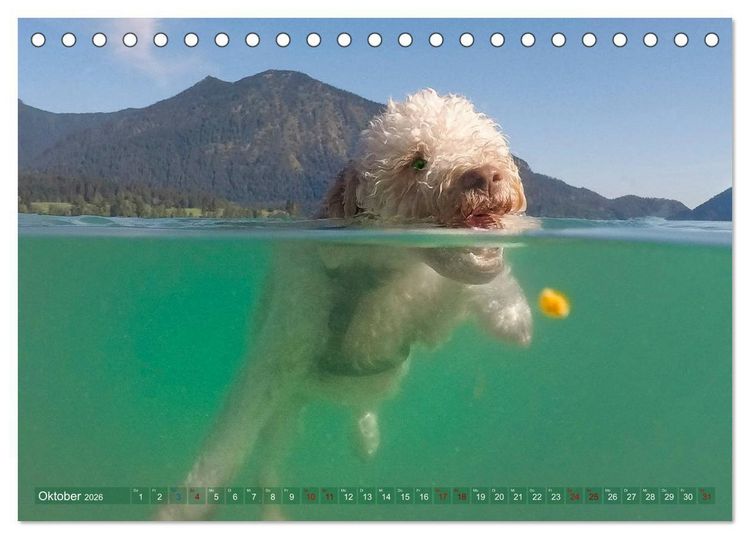 Produktbild: Lagotto Romagnolo - Wasserspiele (Tischkalender 2026 DIN A5 quer), CALVENDO Monatskalender
