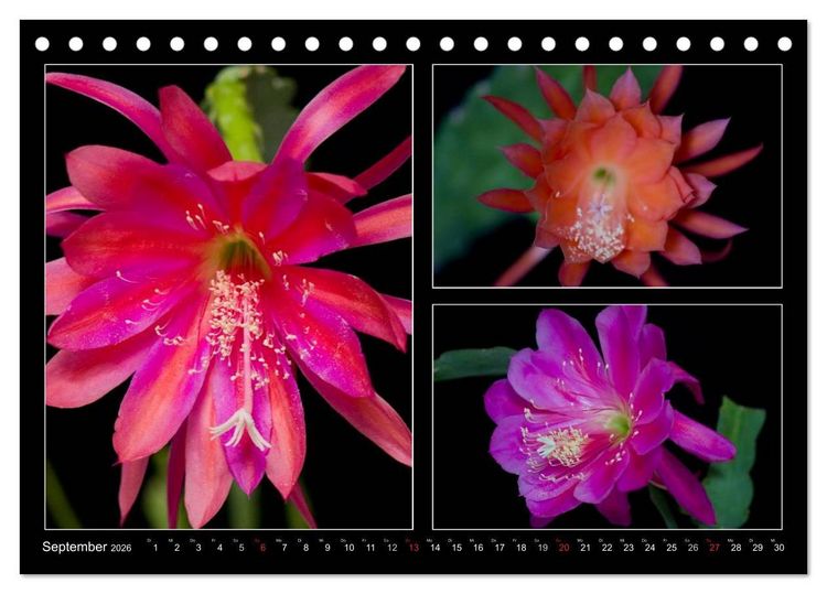 Produktbild: Epiphyllum-Hybriden (Tischkalender 2026 DIN A5 quer), CALVENDO Monatskalender