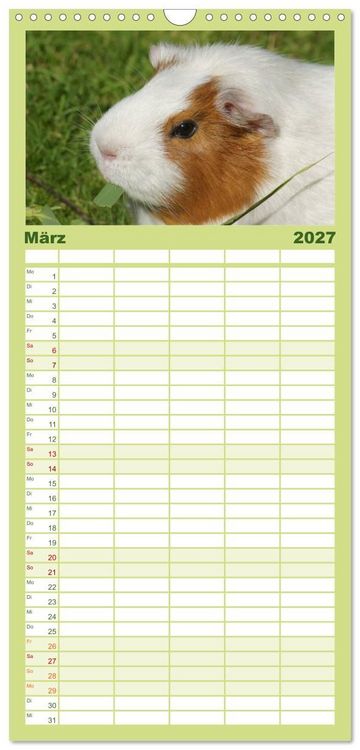 Produktbild: Familienplaner 2027 - Kuschelige Meerschweinchen mit 5 Spalten (Wandkalender, 21 x 45 cm) CALVENDO