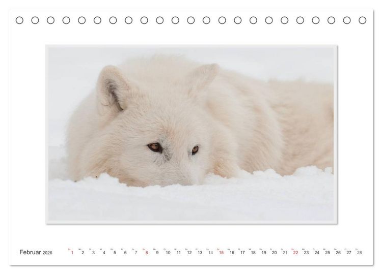 Produktbild: Emotionale Momente: Polarw&ouml;lfe. / CH-Version (Tischkalender 2026 DIN A5 quer), CALVENDO Monatskalender