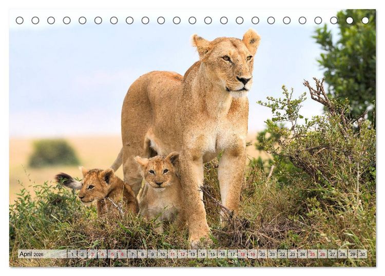 Produktbild: Faszination Afrika: L&ouml;wen (Tischkalender 2026 DIN A5 quer), CALVENDO Monatskalender