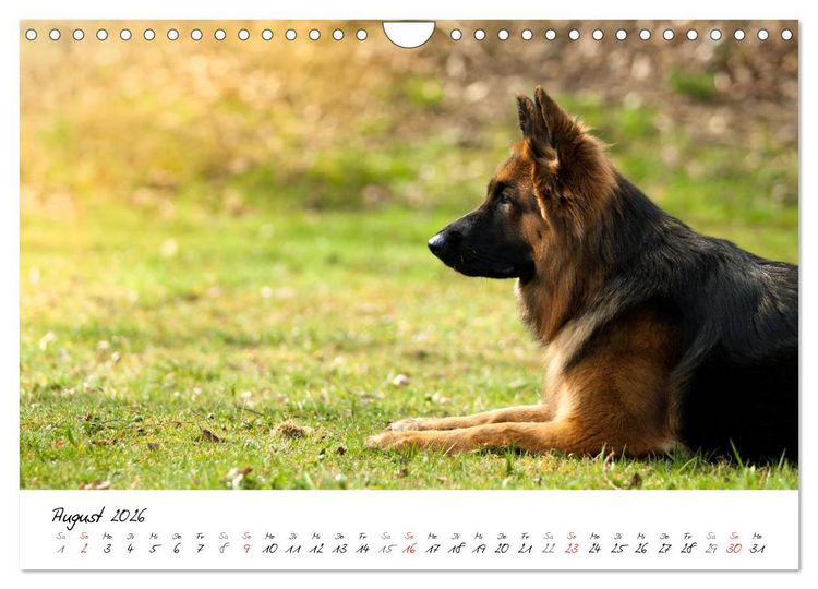 Produktbild: Zauberhafte Langhaar Sch&auml;ferhunde (Wandkalender 2026 DIN A4 quer), CALVENDO Monatskalender