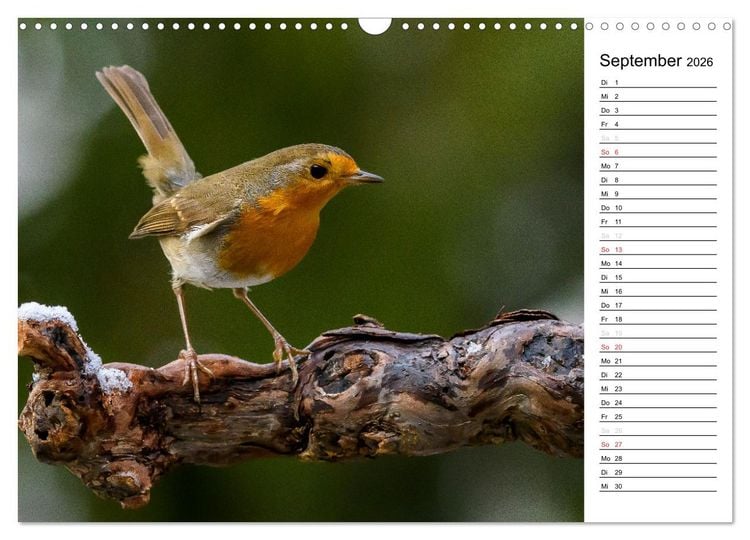 Produktbild: Unsere heimischen Gartenv&ouml;gel (Wandkalender 2026 DIN A3 quer), CALVENDO Monatskalender