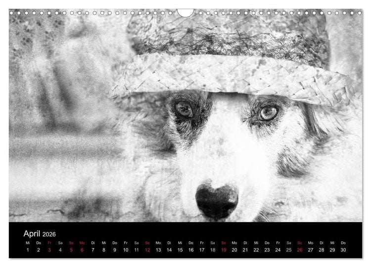 Produktbild: H&uuml;tehunde (Wandkalender 2026 DIN A3 quer), CALVENDO Monatskalender