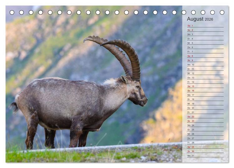 Produktbild: Bergk&ouml;nige - Steinb&ouml;cke im Blickpunkt der Naturforografie (Tischkalender 2026 DIN A5 quer), CALVENDO Monatskalender