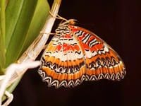 Produktbild: CALVENDO Puzzle Bortenfalter (Cethosia biblis) | 1000 Teile Lege-Gr&ouml;&szlig;e 64x48cm Foto-Puzzle f&uuml;r gl&uuml;ckliche Stunden
