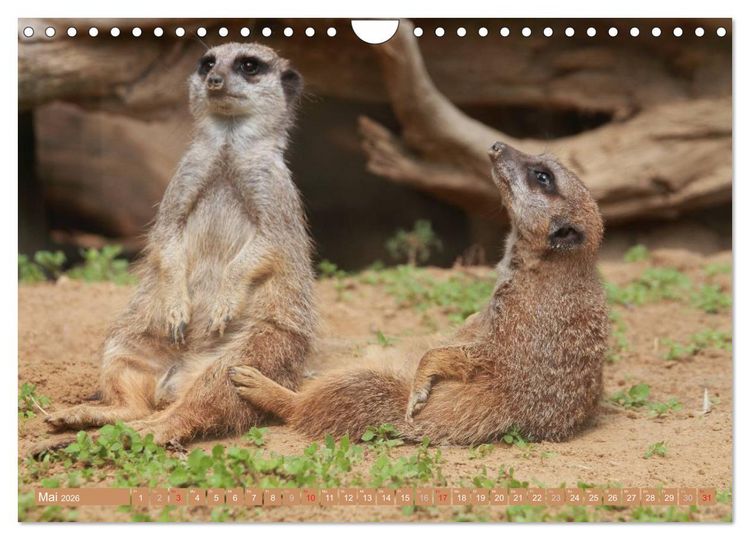 Produktbild: Erdm&auml;nnchen Familienbande (Wandkalender 2026 DIN A4 quer), CALVENDO Monatskalender