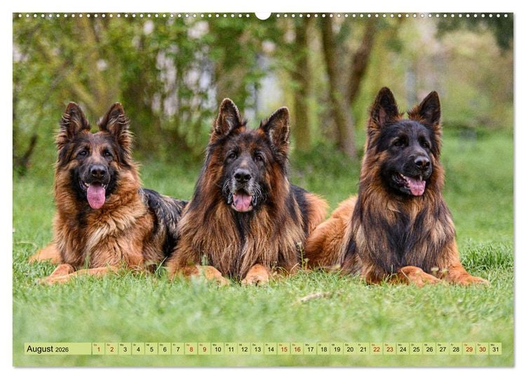 Produktbild: Altdeutsche Sch&auml;ferhunde - Traumhafte Sch&auml;ferhunde Langstockhaar (Wandkalender 2026 DIN A2 quer), CALVENDO Monatskalender