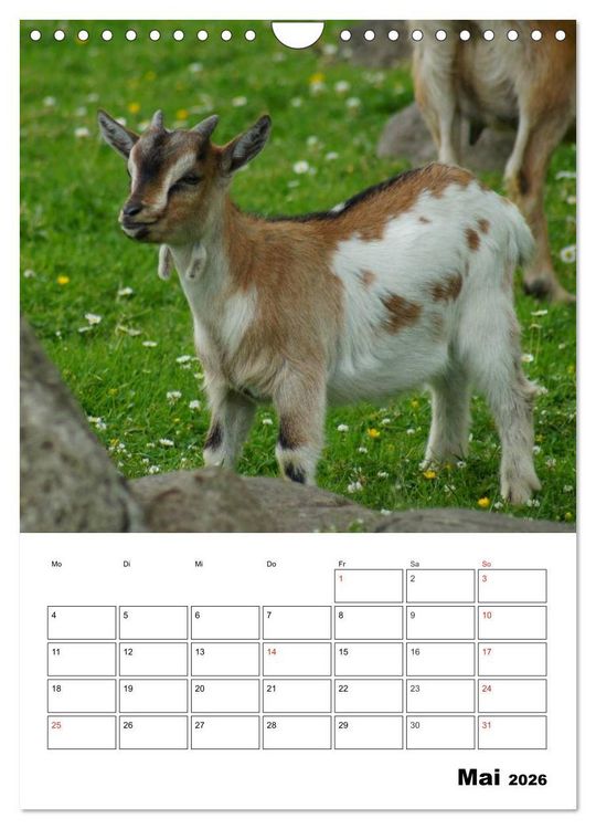 Produktbild: Ziegen Terminplaner (Wandkalender 2026 DIN A4 hoch), CALVENDO Monatskalender