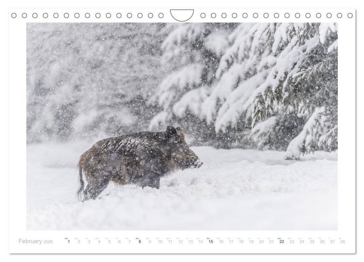 Produktbild: Wild Boars (Wall Calendar 2026 DIN A4 landscape), CALVENDO 12 Month Wall Calendar