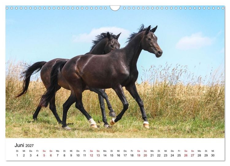Produktbild: PFERDE - Zwischen Himmel, Erde und Hufschlag (Wandkalender 2027 DIN A3 quer), CALVENDO Monatskalender