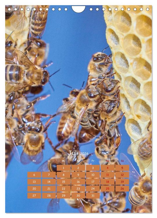 Produktbild: Gesch&auml;ftig wie im Bienenstock (Wandkalender 2026 DIN A4 hoch), CALVENDO Monatskalender