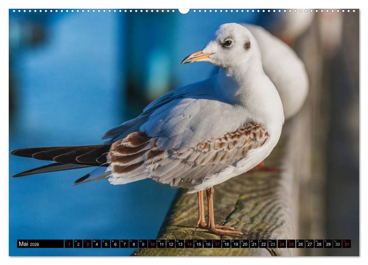 Produktbild: Entdeckungen auf der Insel R&uuml;gen (hochwertiger Premium Wandkalender 2026 DIN A2 quer), Kunstdruck in Hochglanz