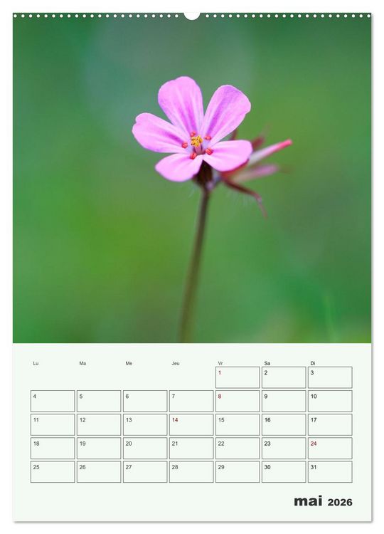 Produktbild: Fleurs en toute simplicit&eacute; - Beaut&eacute; minimaliste (Calendrier mural 2026 DIN A2 horizontal) calendrier de bureau