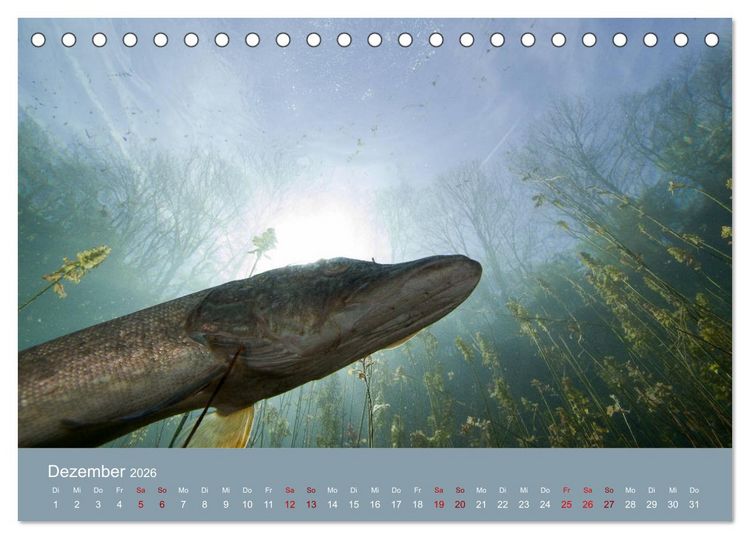 Produktbild: Faszination S&uuml;sswasser (Tischkalender 2026 DIN A5 quer), CALVENDO Monatskalender