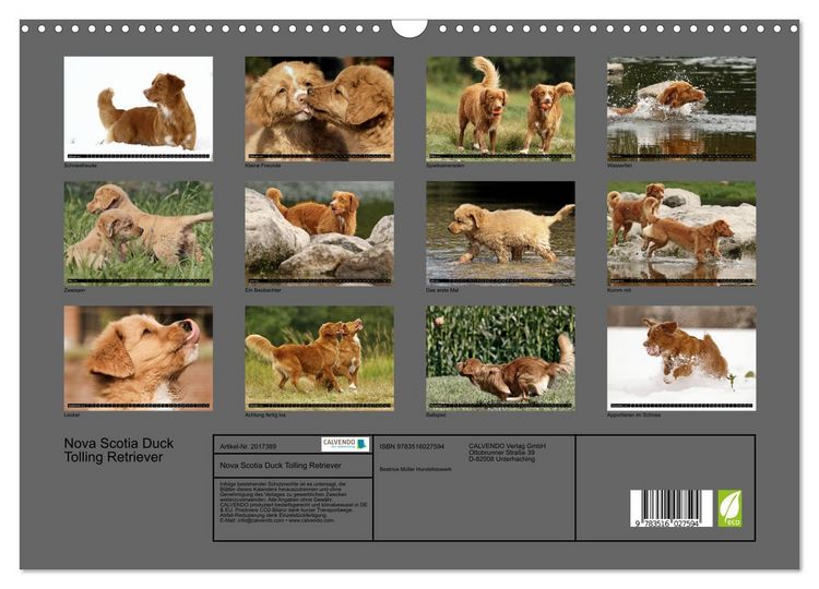 Produktbild: Nova Scotia Duck Tolling Retriever (Wandkalender 2026 DIN A3 quer), CALVENDO Monatskalender