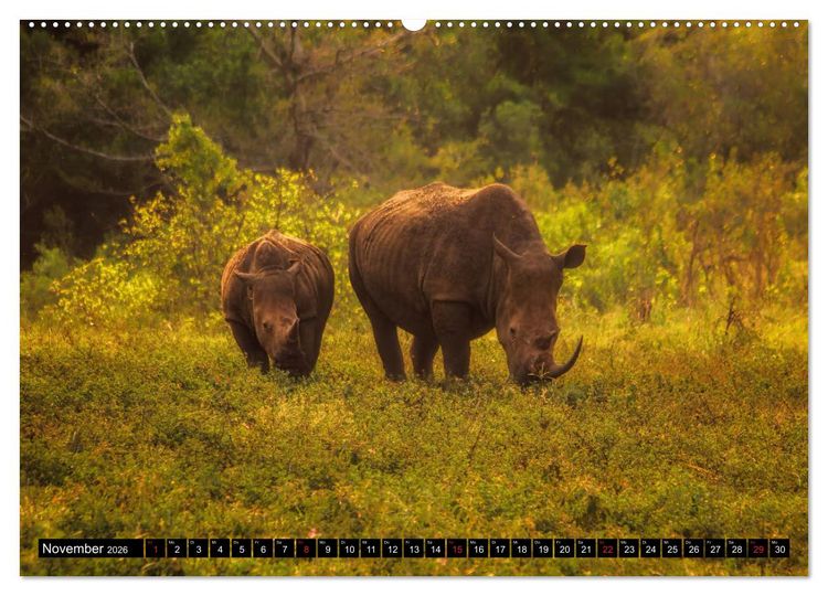 Produktbild: Afrikas Tierwelt: Nash&ouml;rner (Wandkalender 2026 DIN A2 quer), CALVENDO Monatskalender
