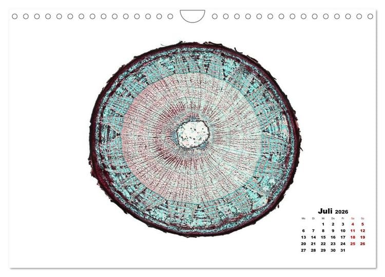 Produktbild: Pflanzen unter dem Mikroskop (Wandkalender 2026 DIN A4 quer), CALVENDO Monatskalender