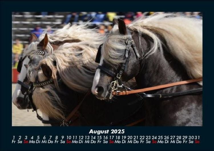 Produktbild: Die Welt der Pferde 2025 Fotokalender DIN A5