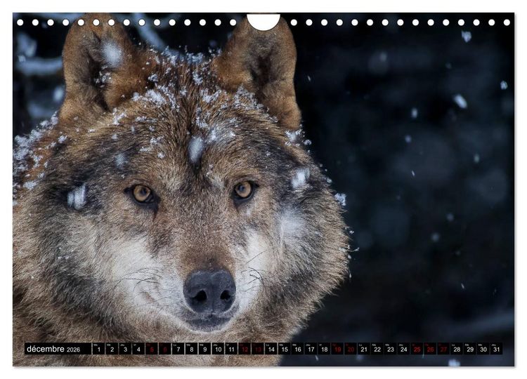 Produktbild: Le loup: l'esprit sauvage (Calendrier mural 2026 DIN A4 vertical), CALVENDO calendrier mensuel