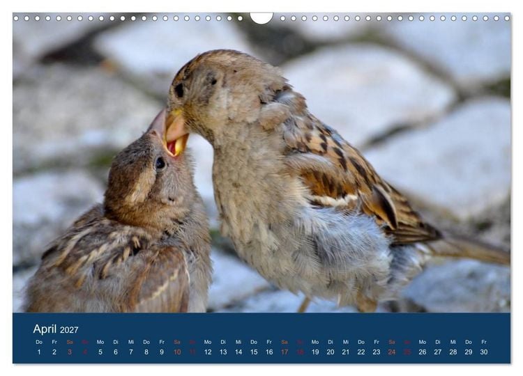 Produktbild: Spatzen-Kalender (Wandkalender 2027 DIN A3 quer), CALVENDO Monatskalender
