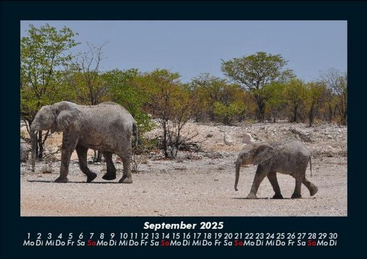 Produktbild: Elefanten - Die sanften Riesen Afrikas 2025 Fotokalender DIN A5