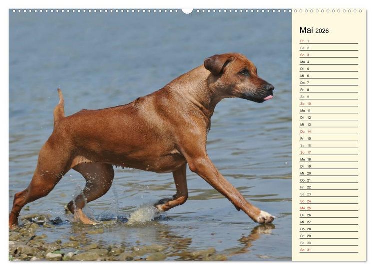 Produktbild: Rhodesian Ridgeback 2026 (Wandkalender 2026 DIN A2 quer), CALVENDO Monatskalender