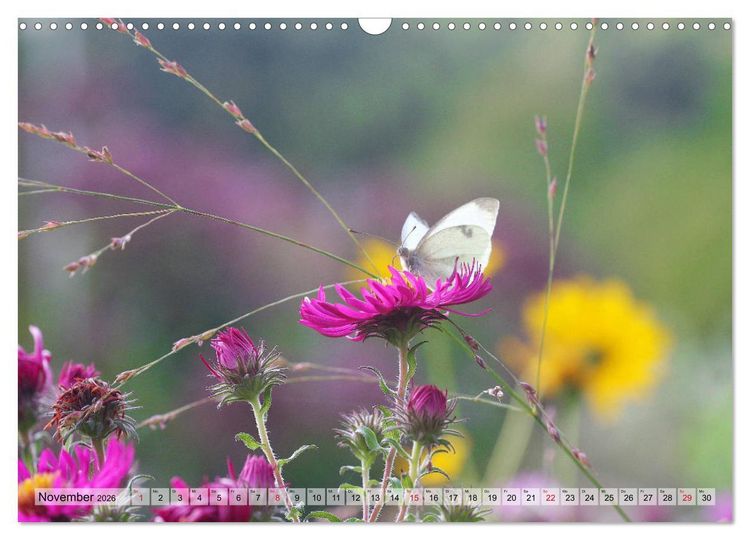 Produktbild: Es bl&uuml;ht im Sommer (Wandkalender 2026 DIN A3 quer), CALVENDO Monatskalender