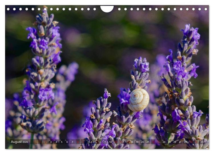 Produktbild: Lavendel. Der Duft der Provence (Wandkalender 2026 DIN A4 quer), CALVENDO Monatskalender