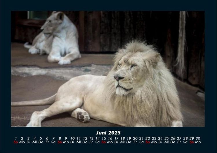 Produktbild: L&ouml;wen in der Wildnis 2025 Fotokalender DIN A4